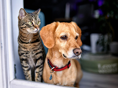 Domestic cat and dog in a window looking outside