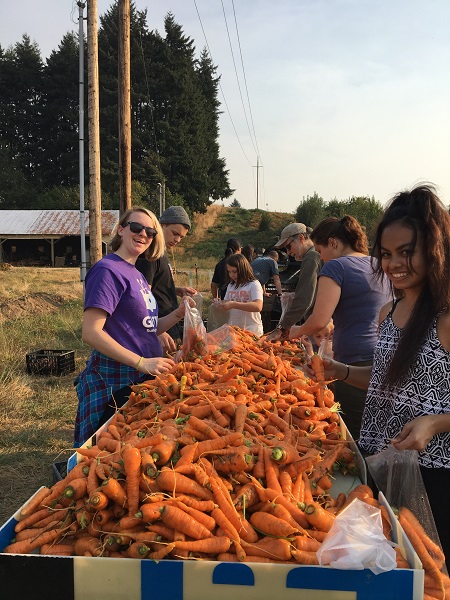 Volunteers harvest carrots at 78th Street Heritage Farm.