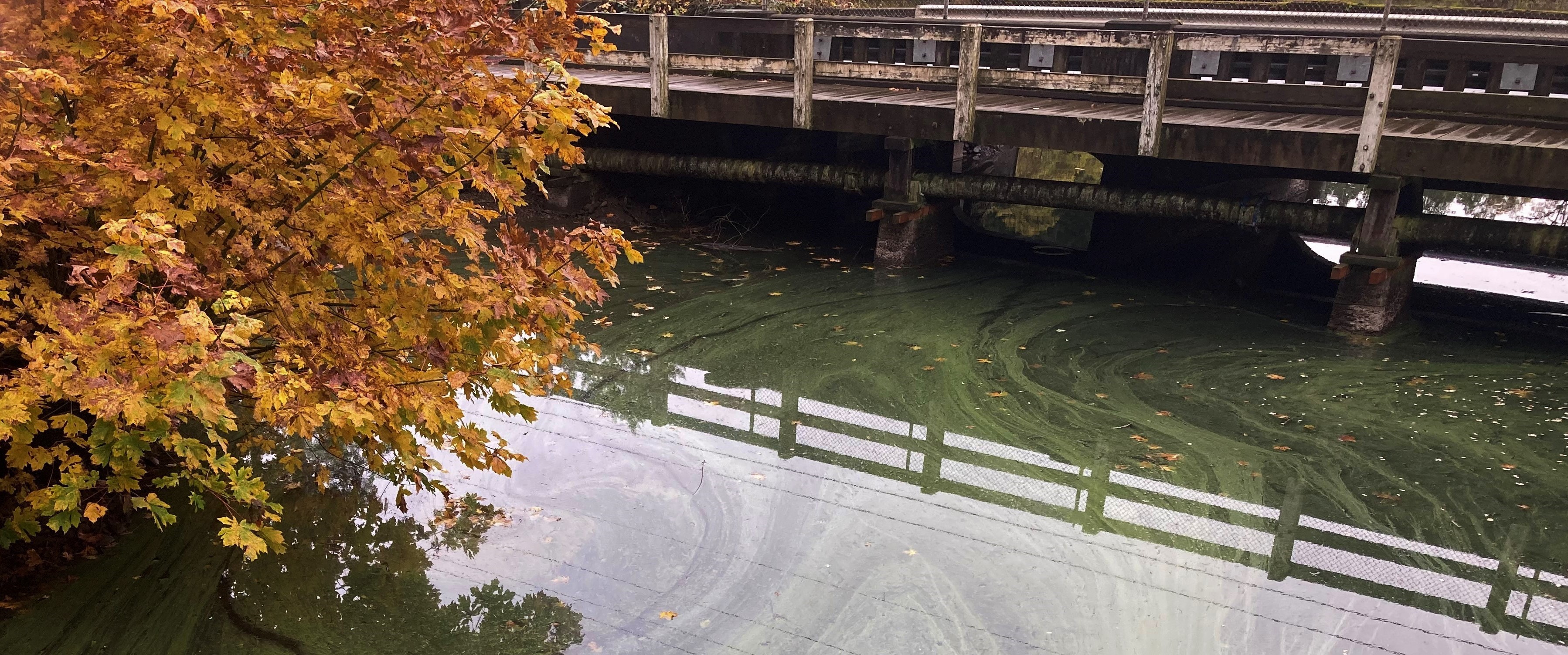 Algae under bridge Algae under bridge