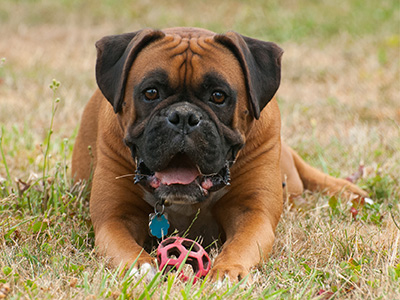 dog pet license dog