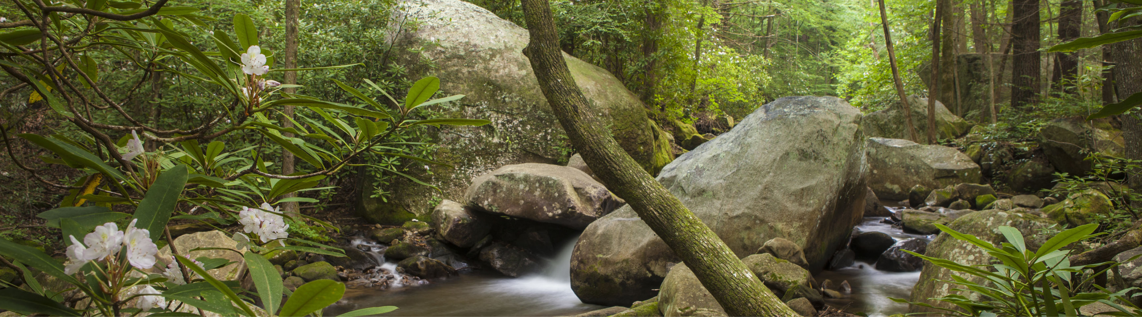 shady Clark County creekbed with gentle flow of water, trees, dense shrubs and native rhododendron 