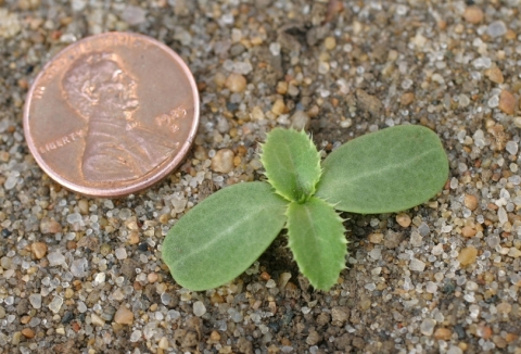 Musk Thistle coin pic.jpg Musk Thistle coin pic.jpg